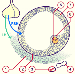 media/module4/mf/01_02Foli.gif
