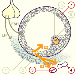 media/module4/mf/03Foli.gif