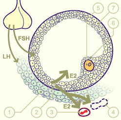 media/module4/mf/04Foli.gif
