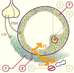 media/module4/mf/05Foli.gif