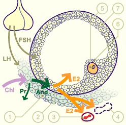 media/module4/mf/06Foli.gif