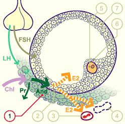 media/module4/mf/07Foli.gif