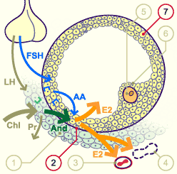 media/module4/mf/08Foli.gif