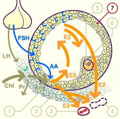 media/module4/mf/09Foli.gif