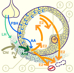 media/module4/mf/12Foli.gif