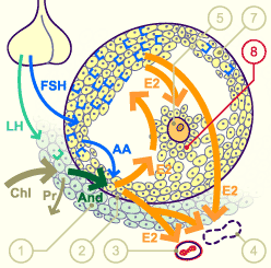 media/module4/mf/13Foli.gif