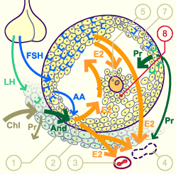 media/module4/mf/14Foli.gif