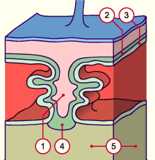 media/module10/animcoque/f3_coquecyt1.gif