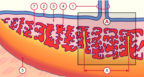 media/module10/f3a_sagital.gif