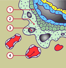 media/module10/f3a_vilos9j.gif