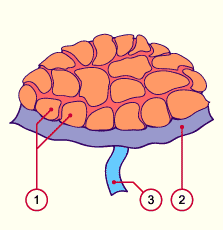 media/module10/f3b_maternel.gif