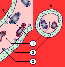 media/module10/f3f_vilosterme.gif