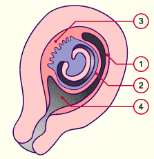 media/module10/f3g_evolcaduq.gif