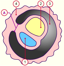 media/module10/f7_apedembryo.gif