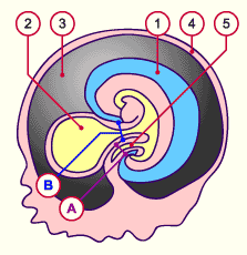 media/module10/f7_bpedvitellin.gif