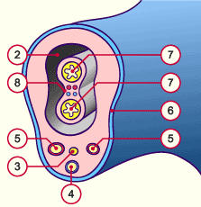 media/module10/f7_btranverse.gif