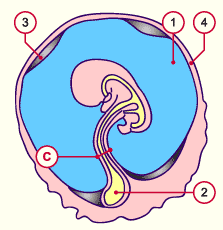 media/module10/f7_dexocoel.gif