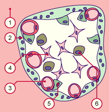 media/module10/f8_haemo.gif