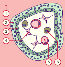 media/module10/millefeuille/f4d_1trim.gif