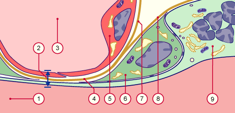 media/module10/millefeuille/f4f_3trim.gif