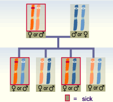 media/module11/k1a_dominan.gif