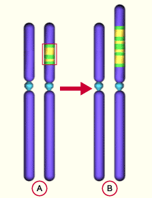 media/module11/k2e_duplikation.gif