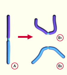 media/module11/k2h1_Isochromosomie.gif