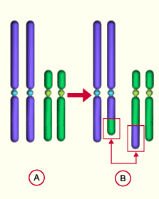 media/module11/k2i_translokrez.gif