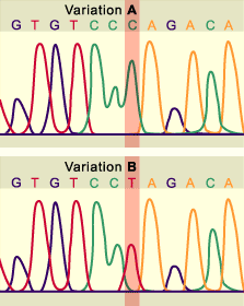 media/module11/k3d_snp.gif