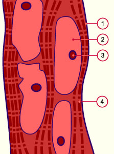 media/module14/m2b_myotuben.jpg