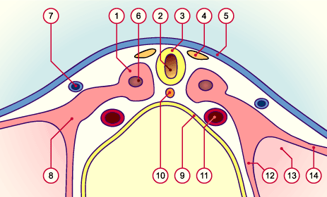 media/module14/m3b_querschnitt10.gif