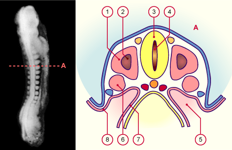 media/module14/m3d_Transversalst11.gif