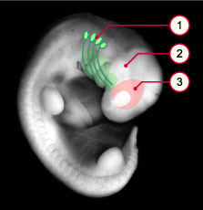 media/module14/m3n_Augen.jpg