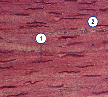 media/module14/m5a_histoglatlangs.gif