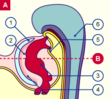 media/module16/p1b_SagittalSt10.gif