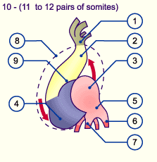 media/module16/p1g3_herzentwick10.gif