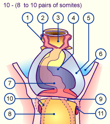 media/module16/p1pop_Herzfront2.gif