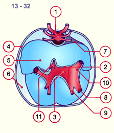 media/module16/p1pop_pericardspat13.gif