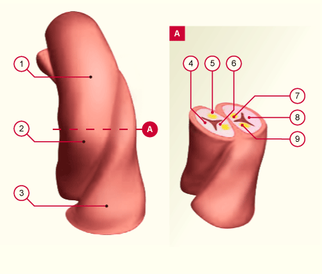 media/module16/p3a_klappenebene.gif