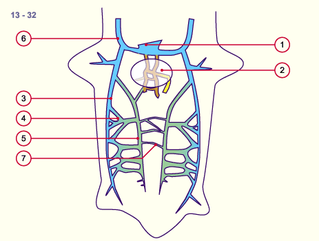 media/module16/p6_kardinalvenen13.gif