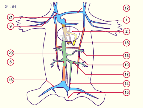 media/module16/p6_kardinalvenen21.gif