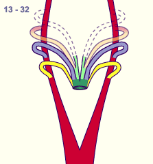 media/module16/p7_Aortenbogen13.gif