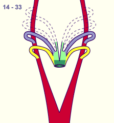 media/module16/p7_Aortenbogen14a.gif