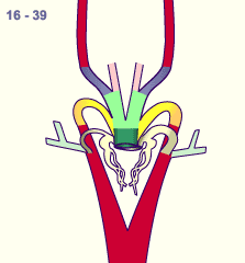 media/module16/p7_Aortenbogen16.gif