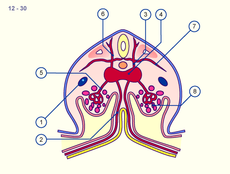 media/module16/p7b2_AortaDorsal12.gif