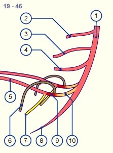 media/module16/p7c_AortaVentral19.gif