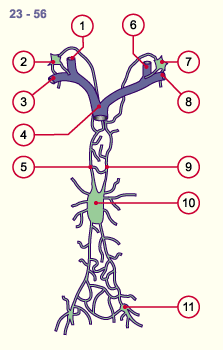 media/module16/p8b_lymphembryo2.gif