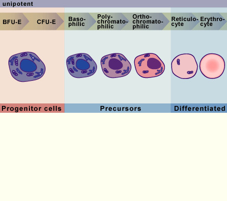 media/module17/q1_Erythro00.jpg