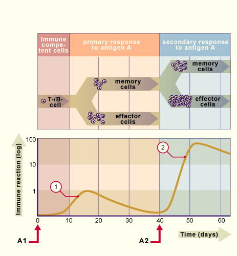 media/module17/q3a_immunantwort.gif