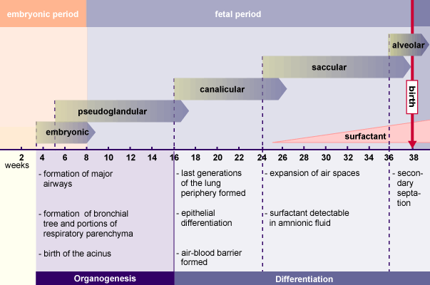 media/module18/r1a_ueberblick_lunge_603.gif